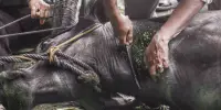 পশু জবাইয়ের সময় দয়া দেখানো কতটা জরুরি?